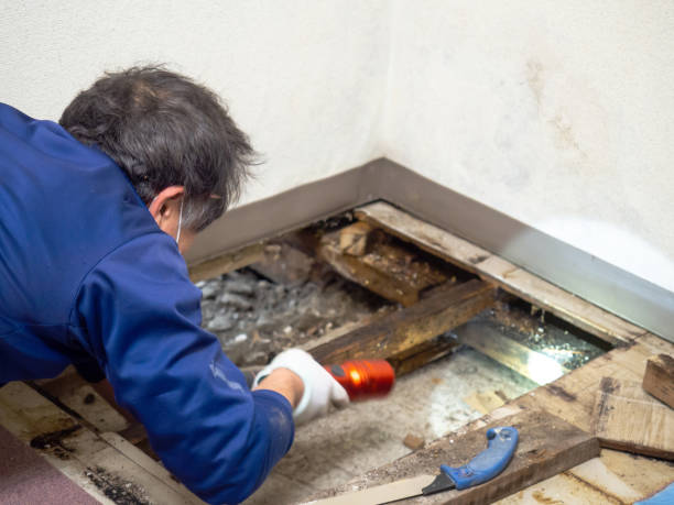 Best Office Mold Removal Services  in Rockwood, MI