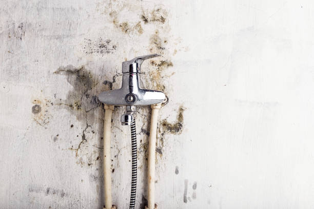 Best Mold Removal Near Me  in Rockwood, MI