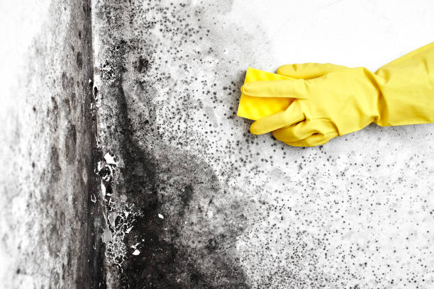 Best Mold Removal Company Near Me  in Rockwood, MI