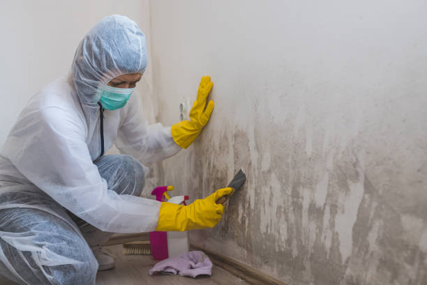 Best Mold Testing  in Rockwood, MI