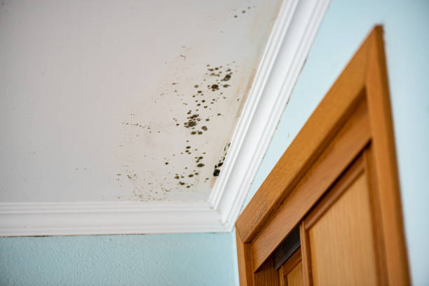 Office Mold Removal Services in Rockwood, MI