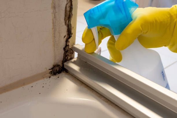 Best Mold Removal Company Near Me  in Rockwood, MI