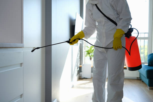 Best Affordable Mold Removal  in Rockwood, MI