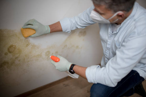 Best Mold Remediation  in Rockwood, MI