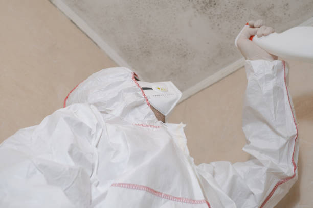 Best Mold Remediation Services  in Rockwood, MI