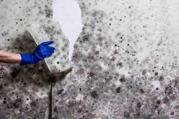 Best Mold Inspection  in Rockwood, MI