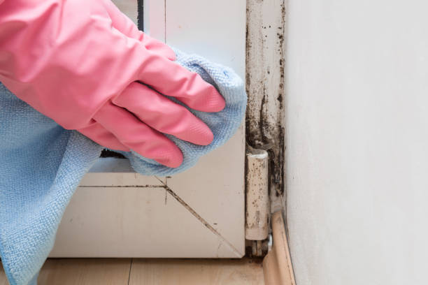 Best Toxic Mold Removal  in Rockwood, MI