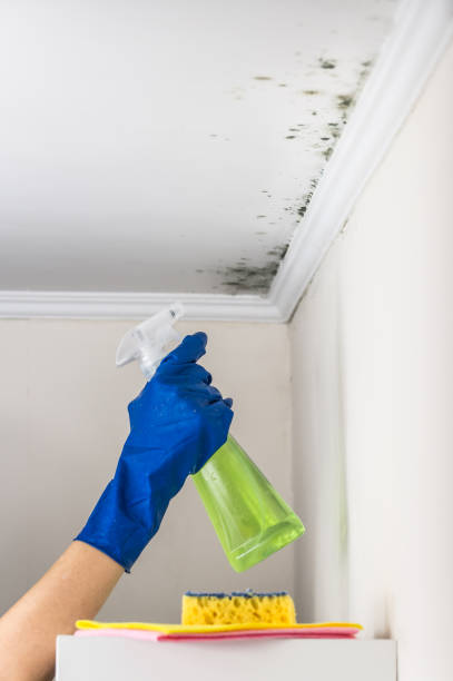 Best Crawl Space Mold Removal  in Rockwood, MI